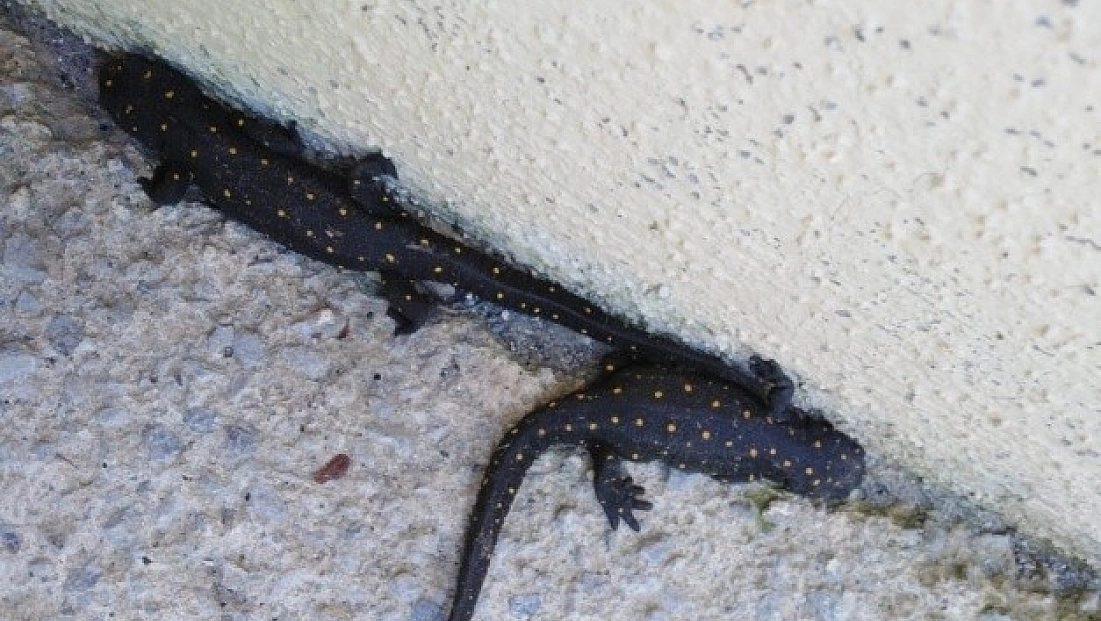 Nesli Tehlike Altında  Olan O Hayvanlar Görüntülendi