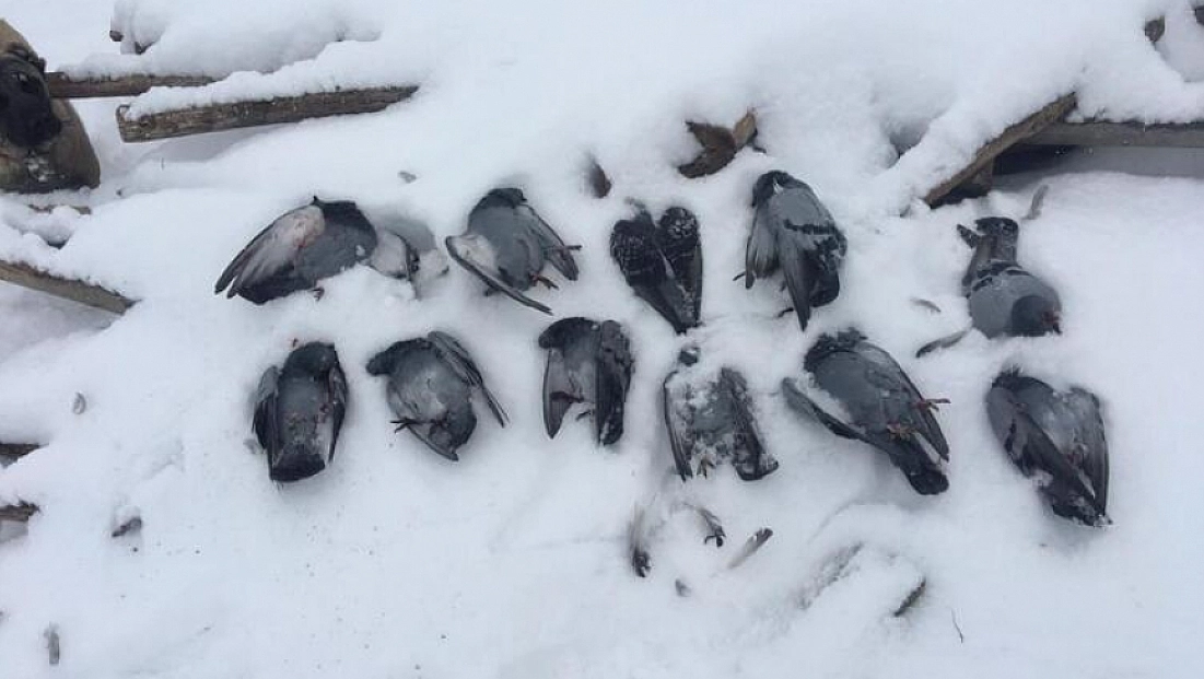 Elazığ'da Güvercinler Telef Oldu