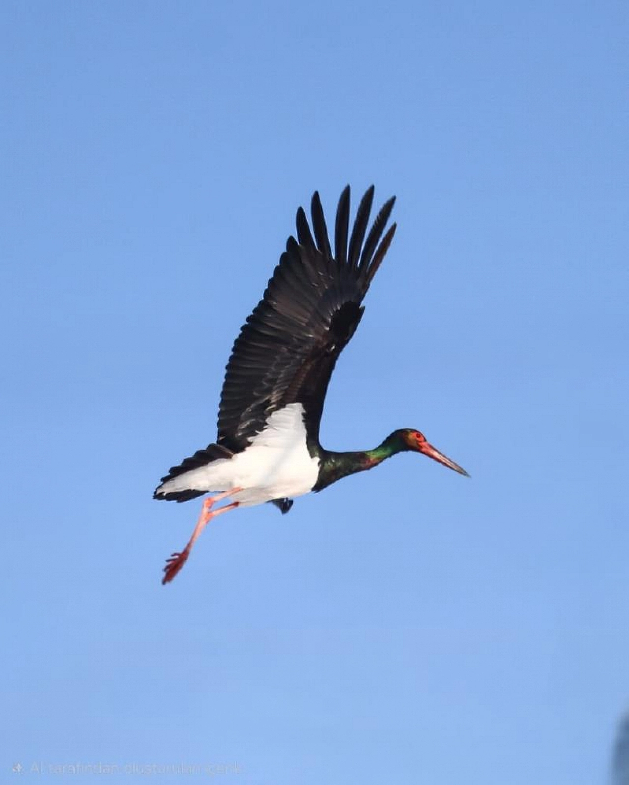 Elazığ'daki Leylekler Göç Etmeyi Unuttu