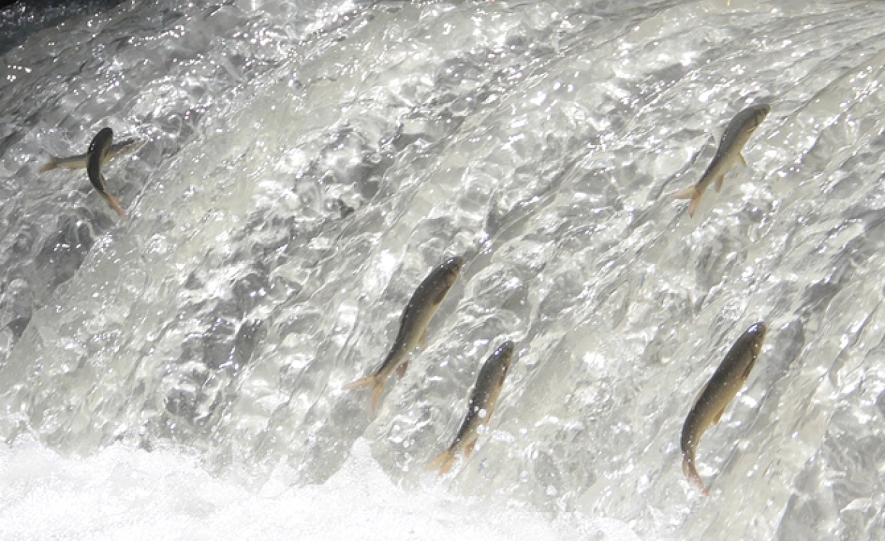 Bu Balıklar Bri Başka!