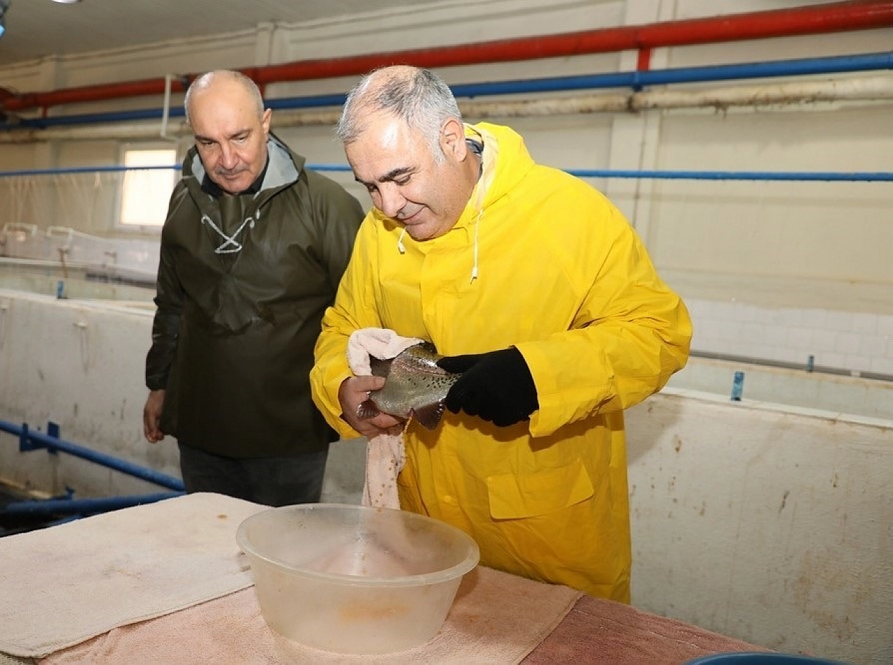 Elazığ'da Alabalık Sağım Çalışması