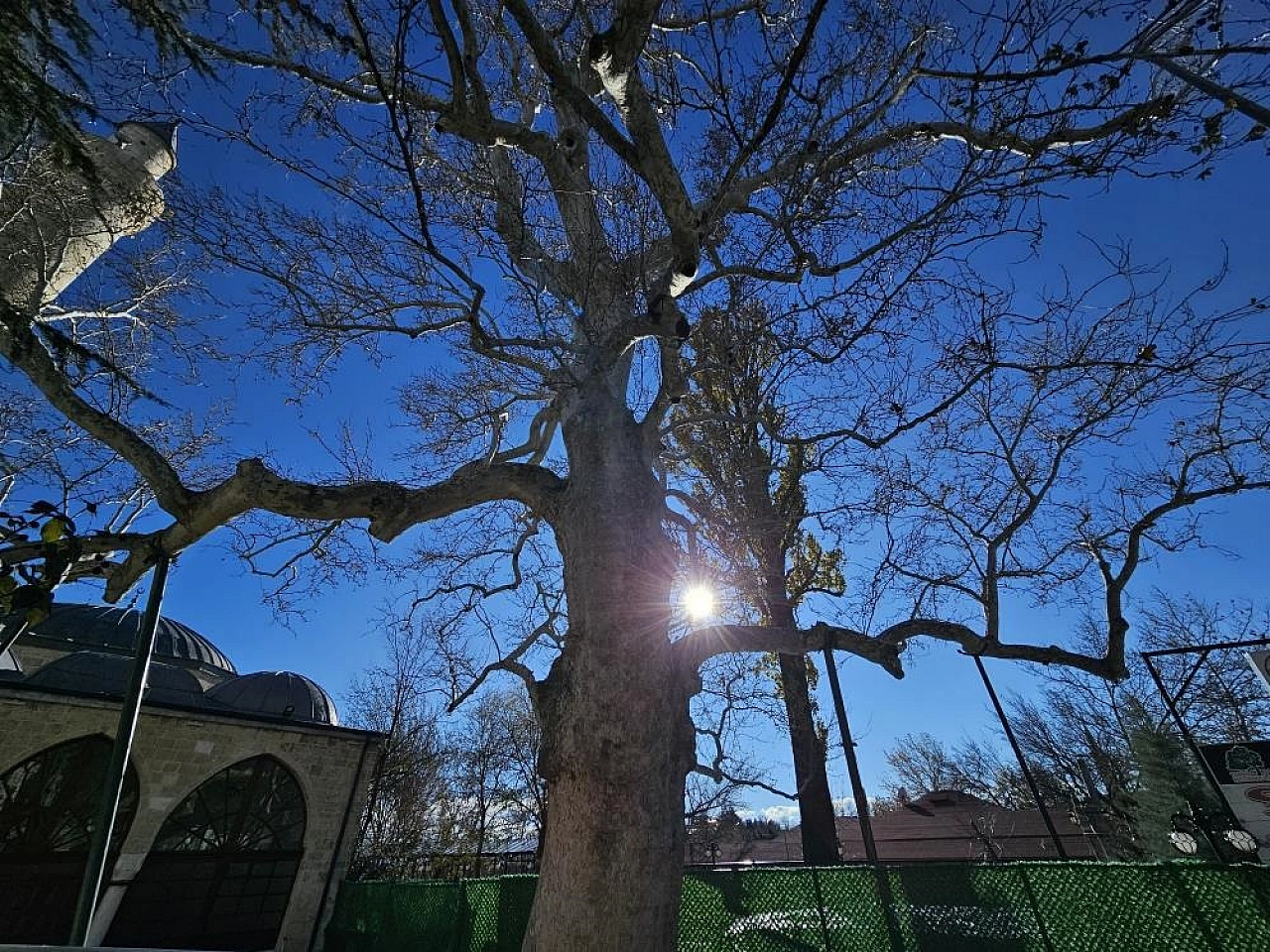 Asırlık Çınarı Yıllara Meydan Okuyor