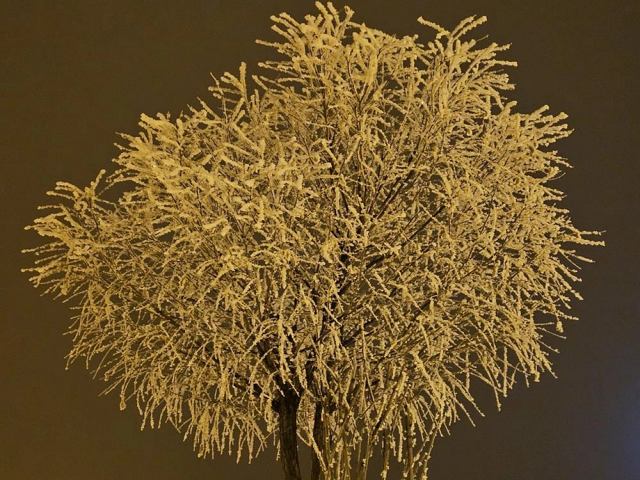 Elazığ'da Ağaçlar Görenleri Büyüledi