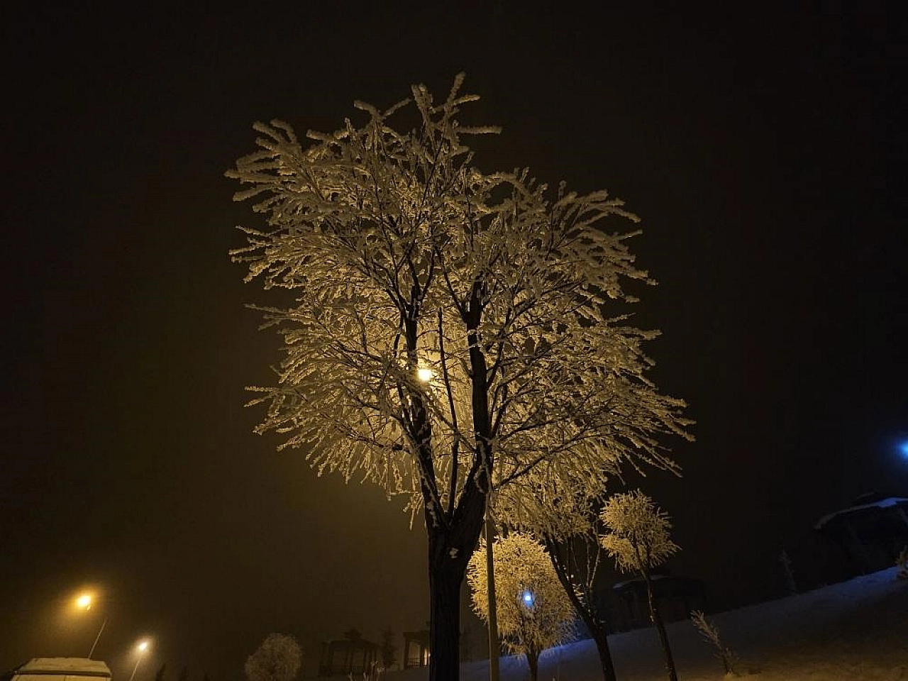 Elazığ'da Ağaçlar Görenleri Büyüledi