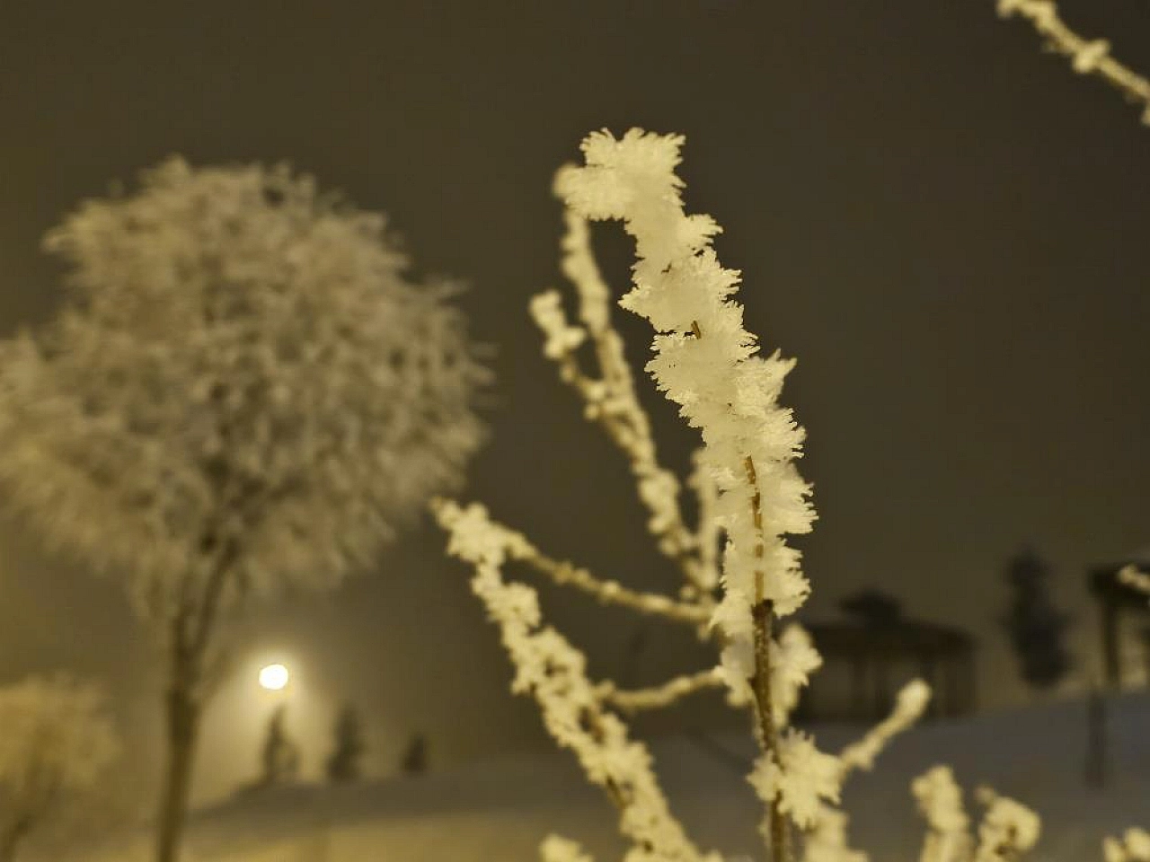 Elazığ'da Ağaçlar Görenleri Büyüledi