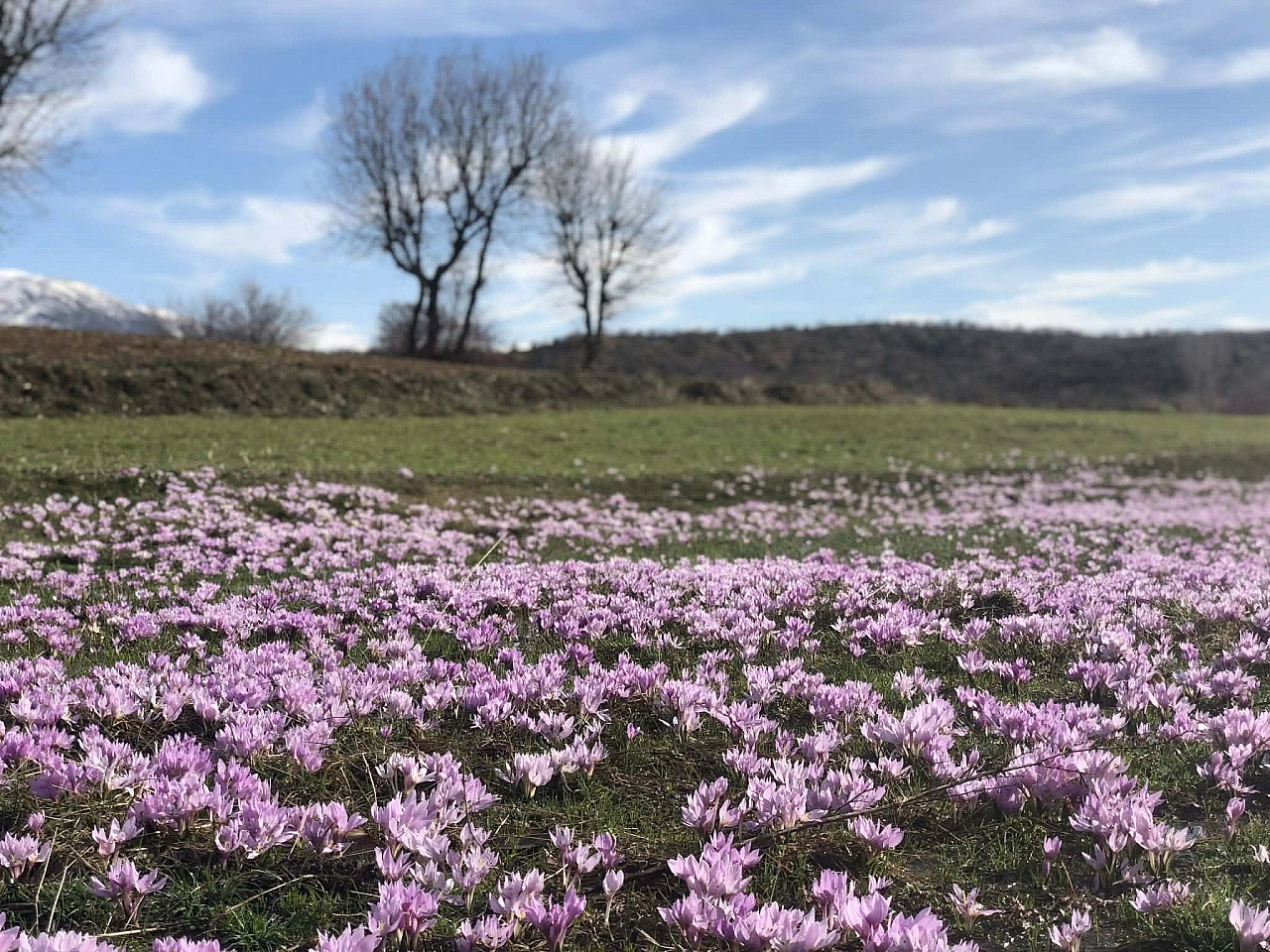Elazığ'da Çiçekler Erken Açtı