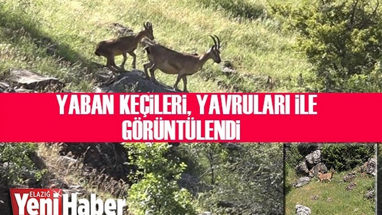 Yaban Keçileri Yavruları İle Birlikte Görüldü