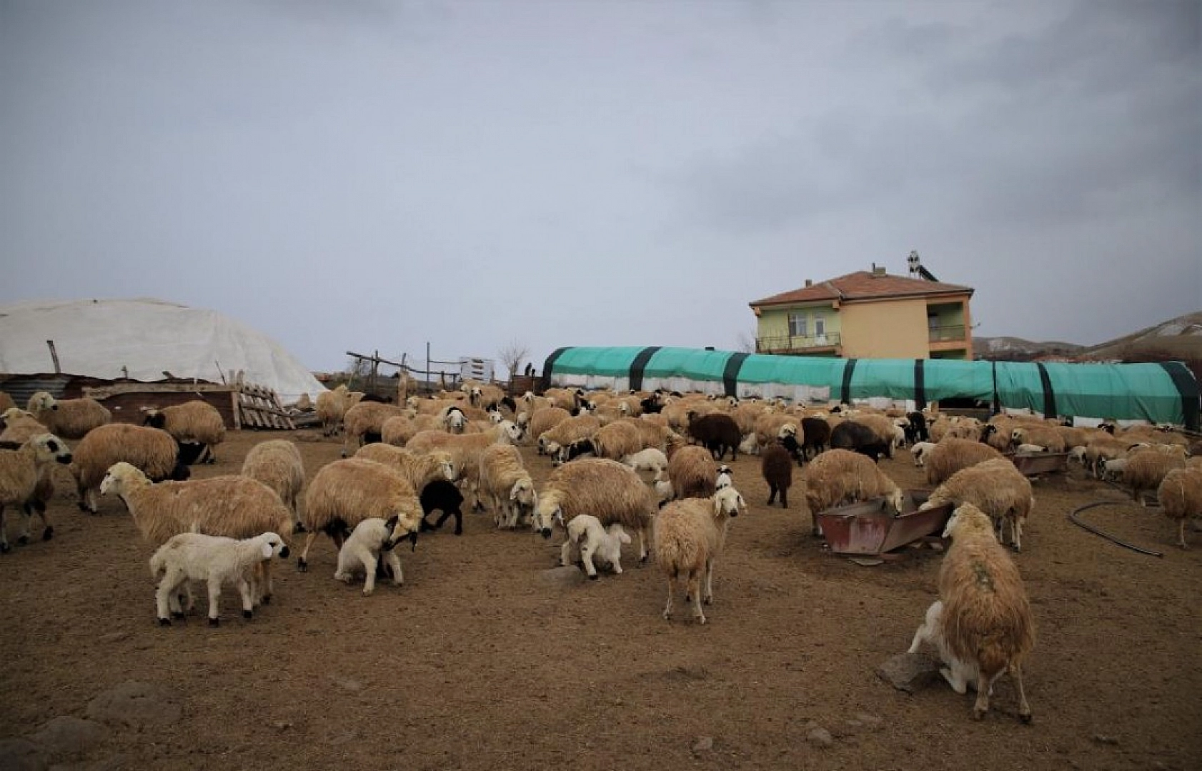 Kuzuların Anneleriyle Duygusal Buluşması