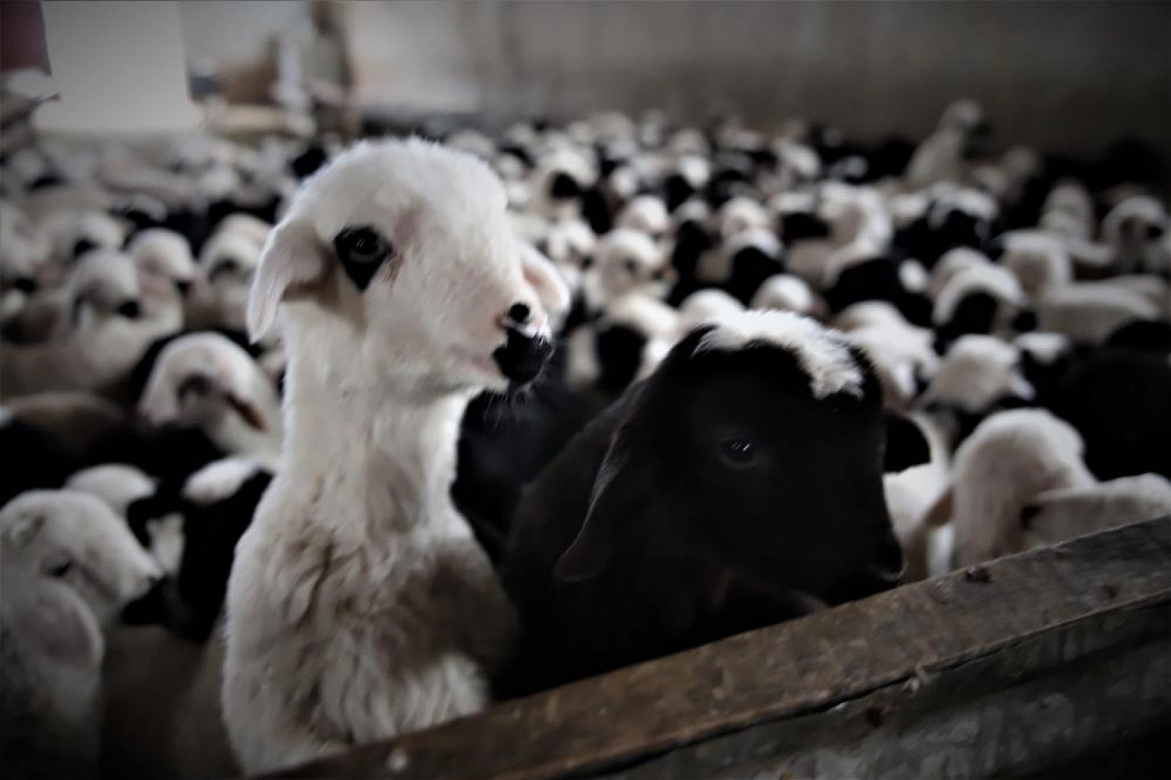 Kuzuların Anneleriyle Duygusal Buluşması