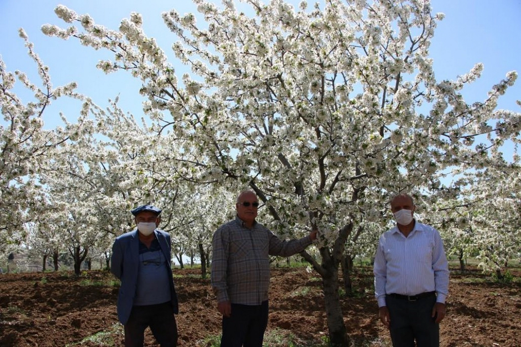 Harput Kiraz Çiçekleriyle Beyaza Büründü