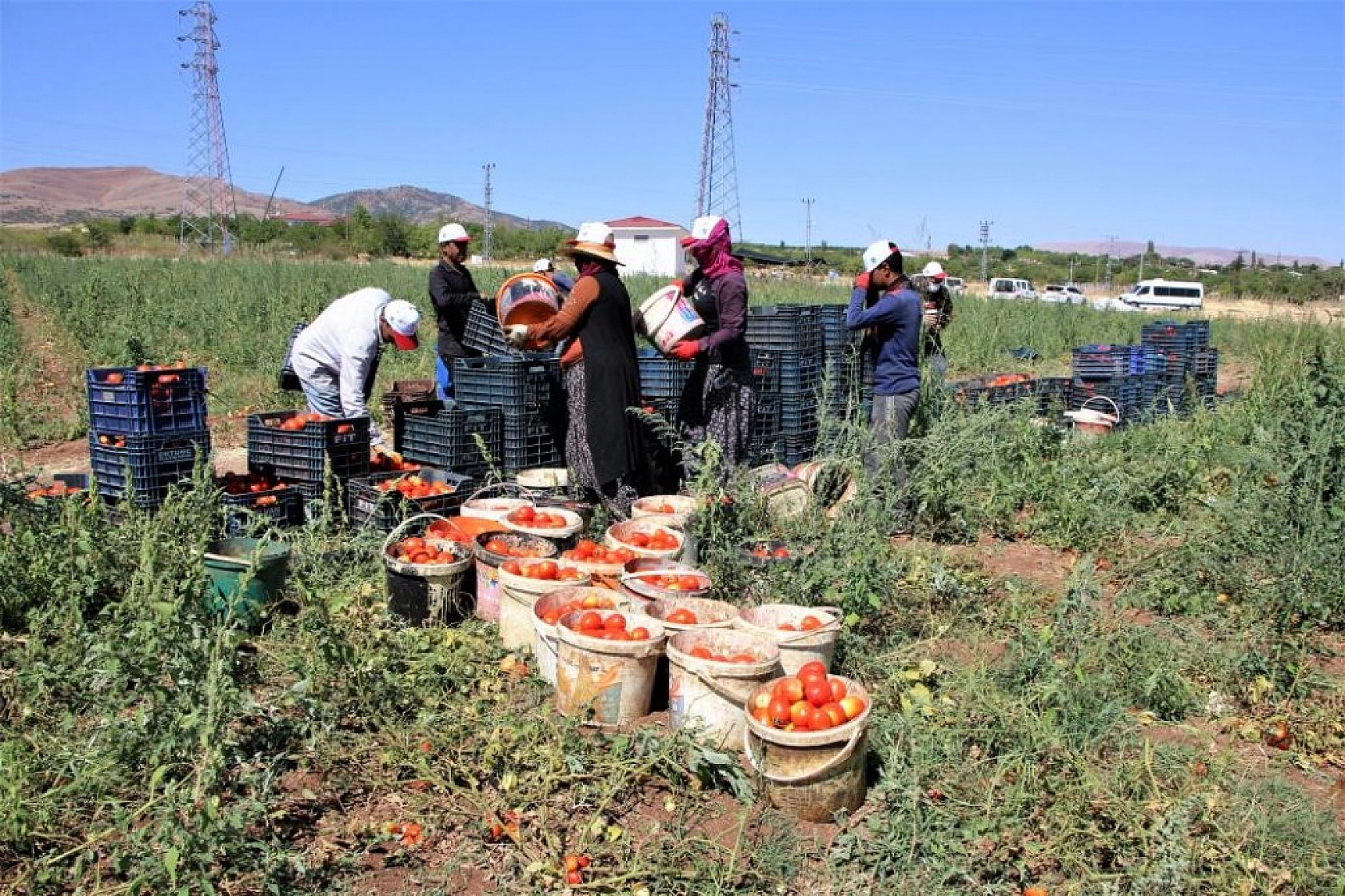 Sofralara Lezzet Katan Kurutmalık Domatesin Hasadı Başladı