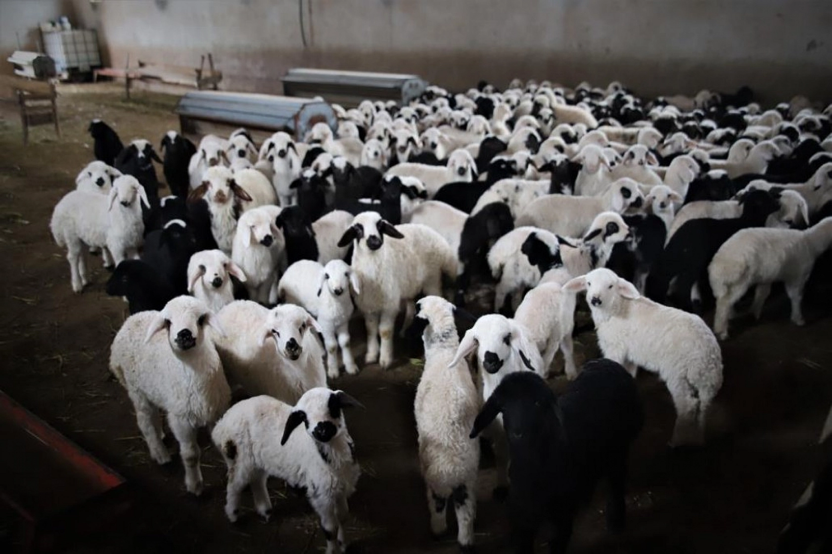 Kuzuların Anneleriyle Duygusal Buluşması