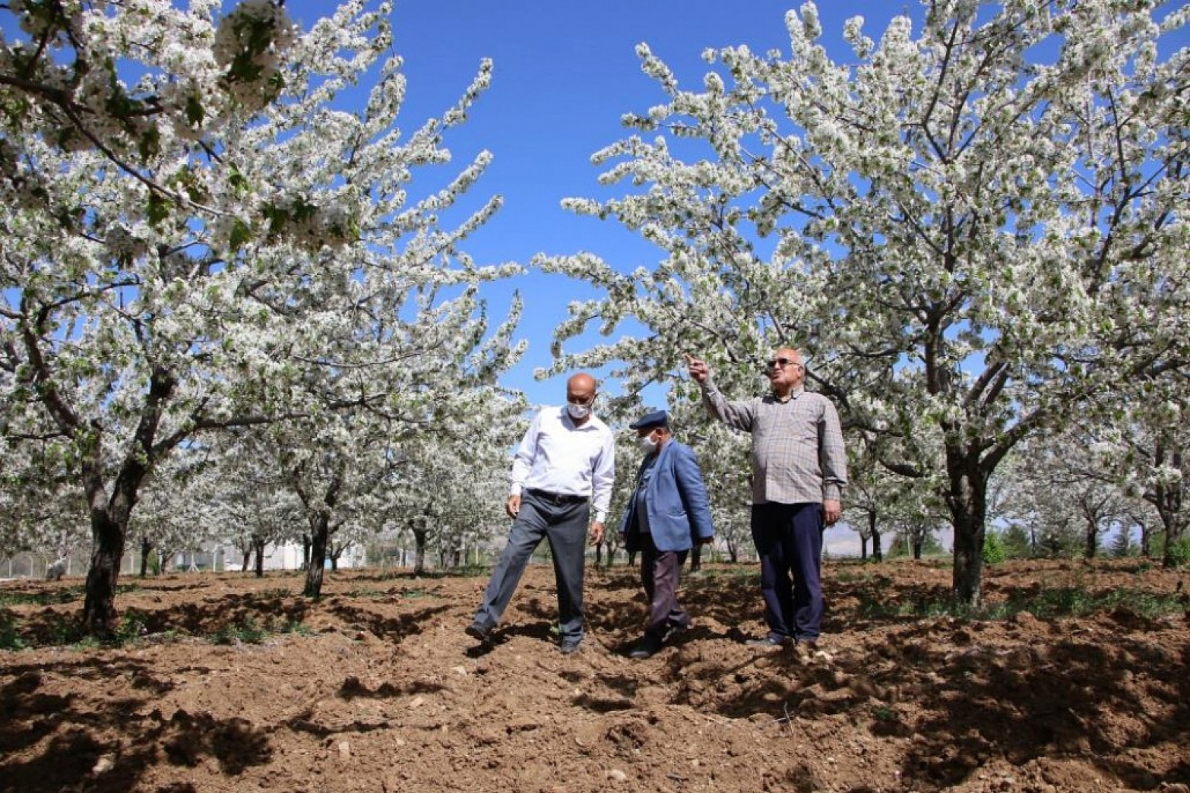 Harput Kiraz Çiçekleriyle Beyaza Büründü