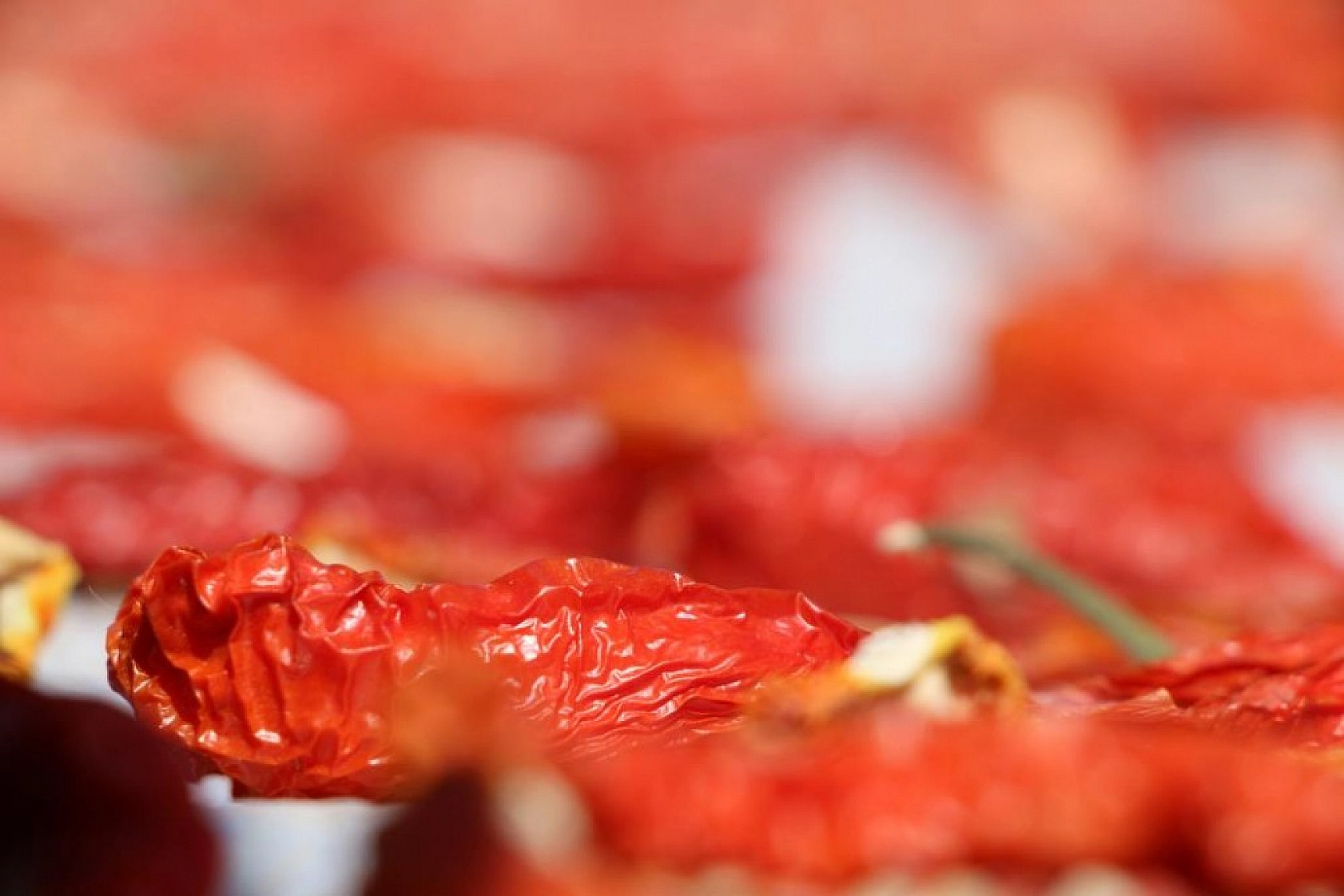 Sofralara Lezzet Katan Kurutmalık Domatesin Hasadı Başladı