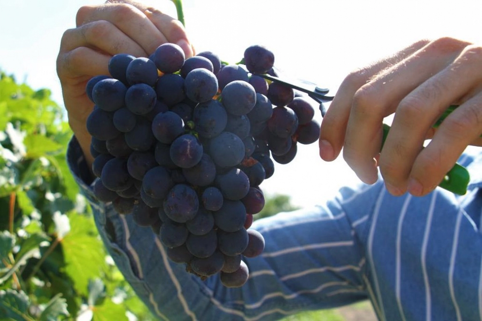 Elazığ'ın Üzüm Köyünde Erkenci Üzüm Hasadı