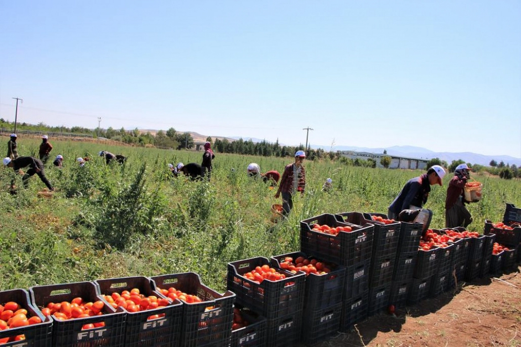 Sofralara Lezzet Katan Kurutmalık Domatesin Hasadı Başladı