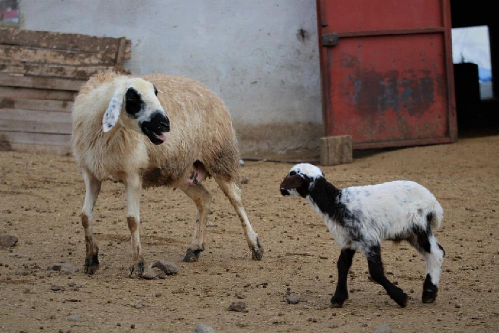 Kuzuların Anneleriyle Duygusal Buluşması