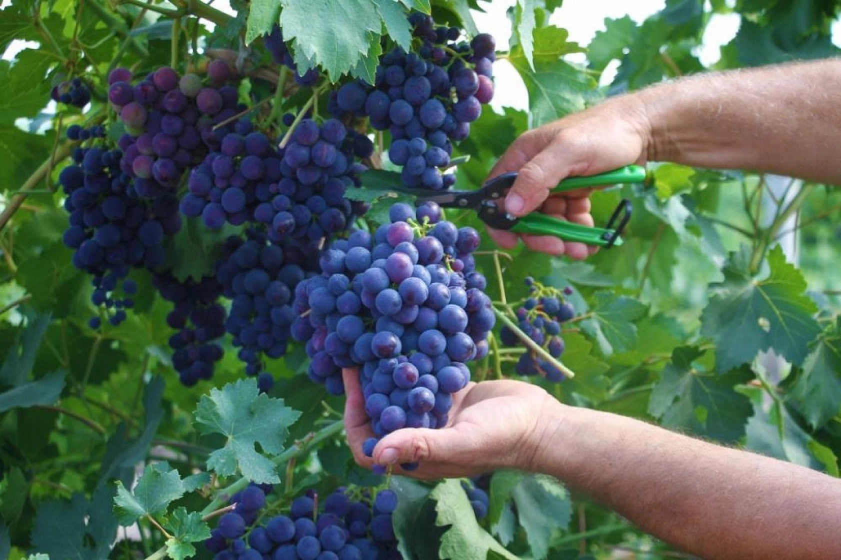 Elazığ'ın Üzüm Köyünde Erkenci Üzüm Hasadı