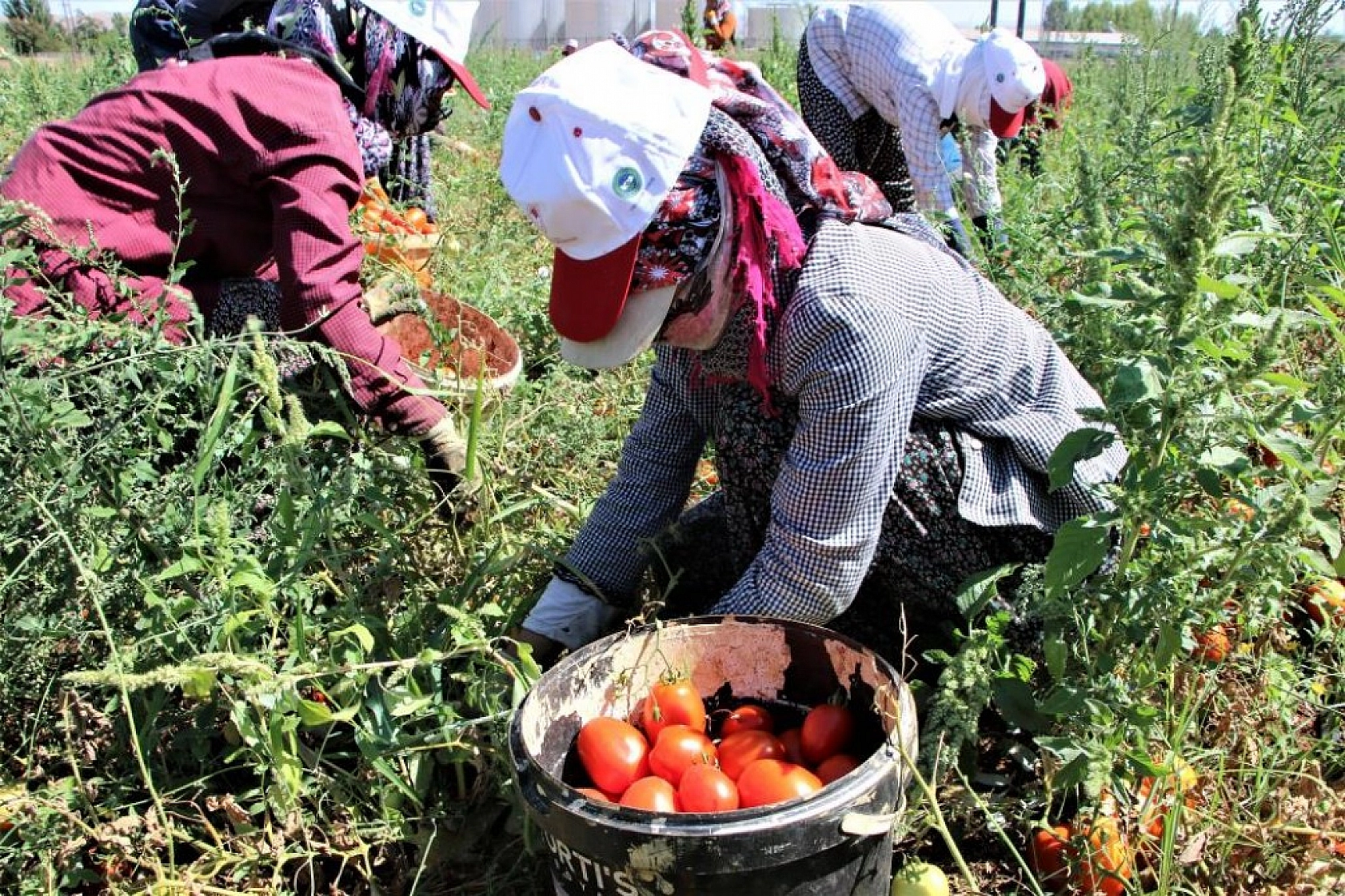 Sofralara Lezzet Katan Kurutmalık Domatesin Hasadı Başladı