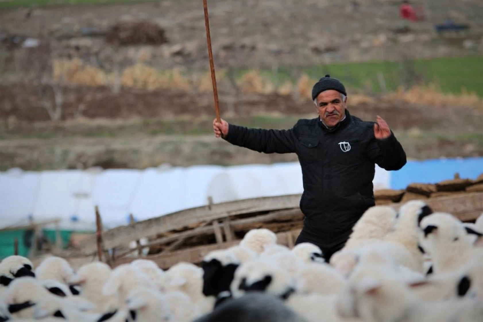 Kuzuların Anneleriyle Duygusal Buluşması