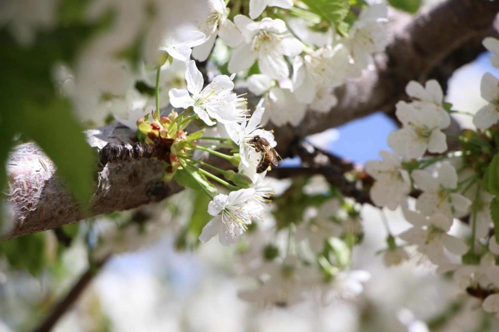 Harput Kiraz Çiçekleriyle Beyaza Büründü