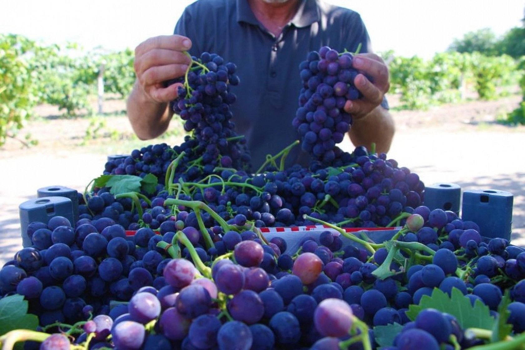 Elazığ'ın Üzüm Köyünde Erkenci Üzüm Hasadı