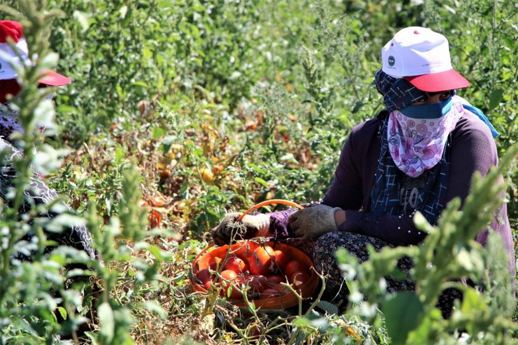 Sofralara Lezzet Katan Kurutmalık Domatesin Hasadı Başladı