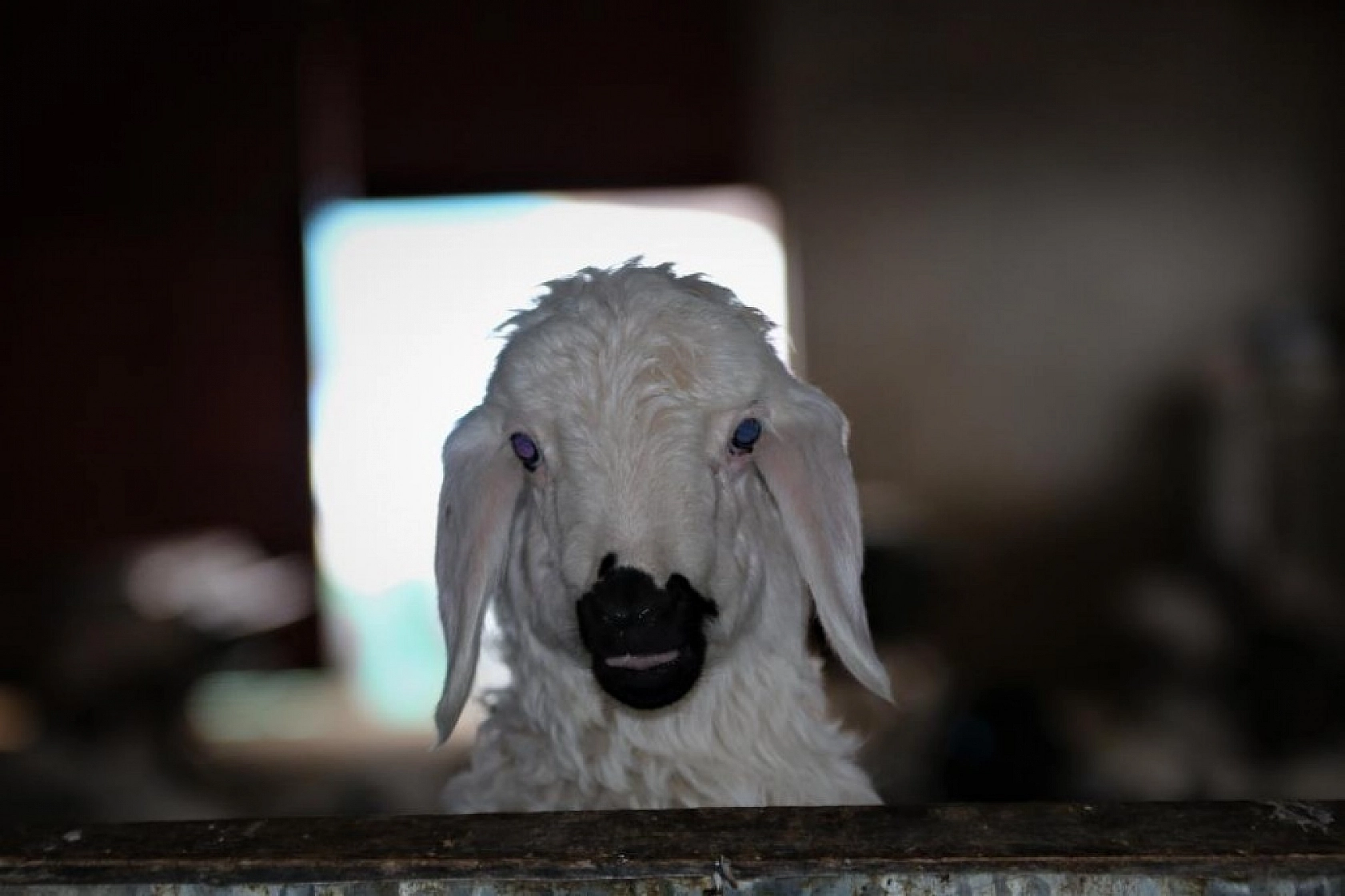 Kuzuların Anneleriyle Duygusal Buluşması