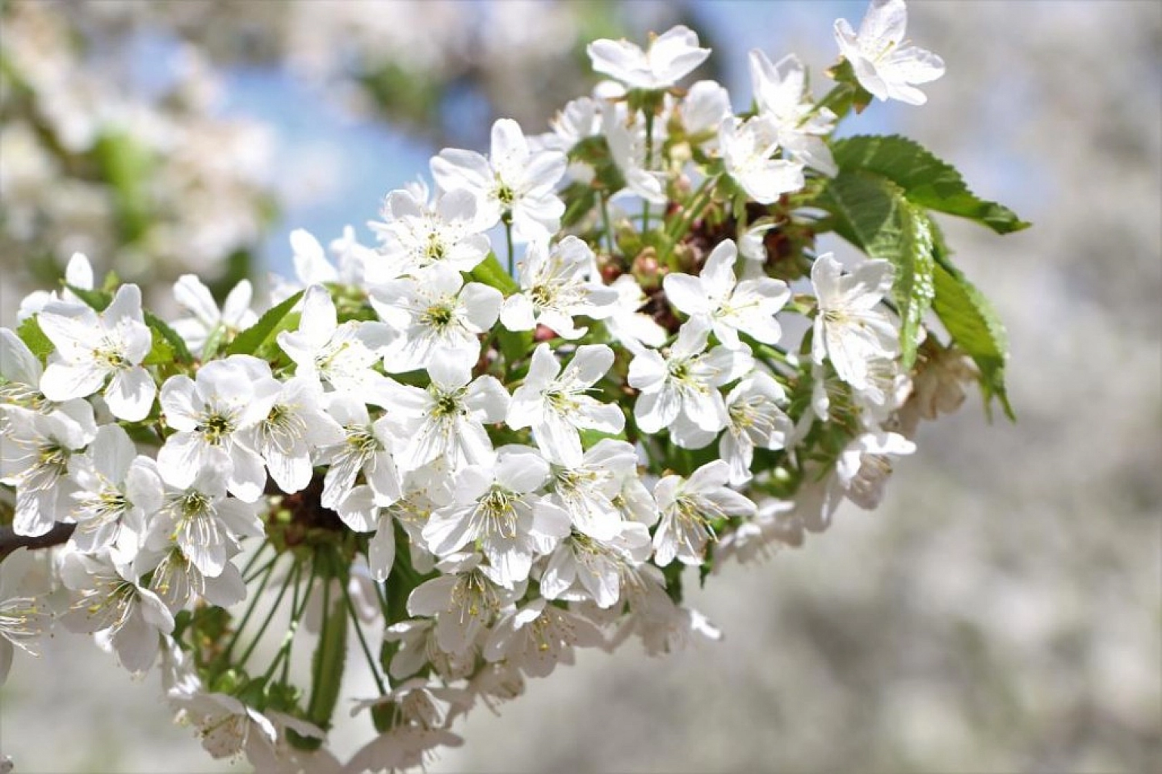 Harput Kiraz Çiçekleriyle Beyaza Büründü