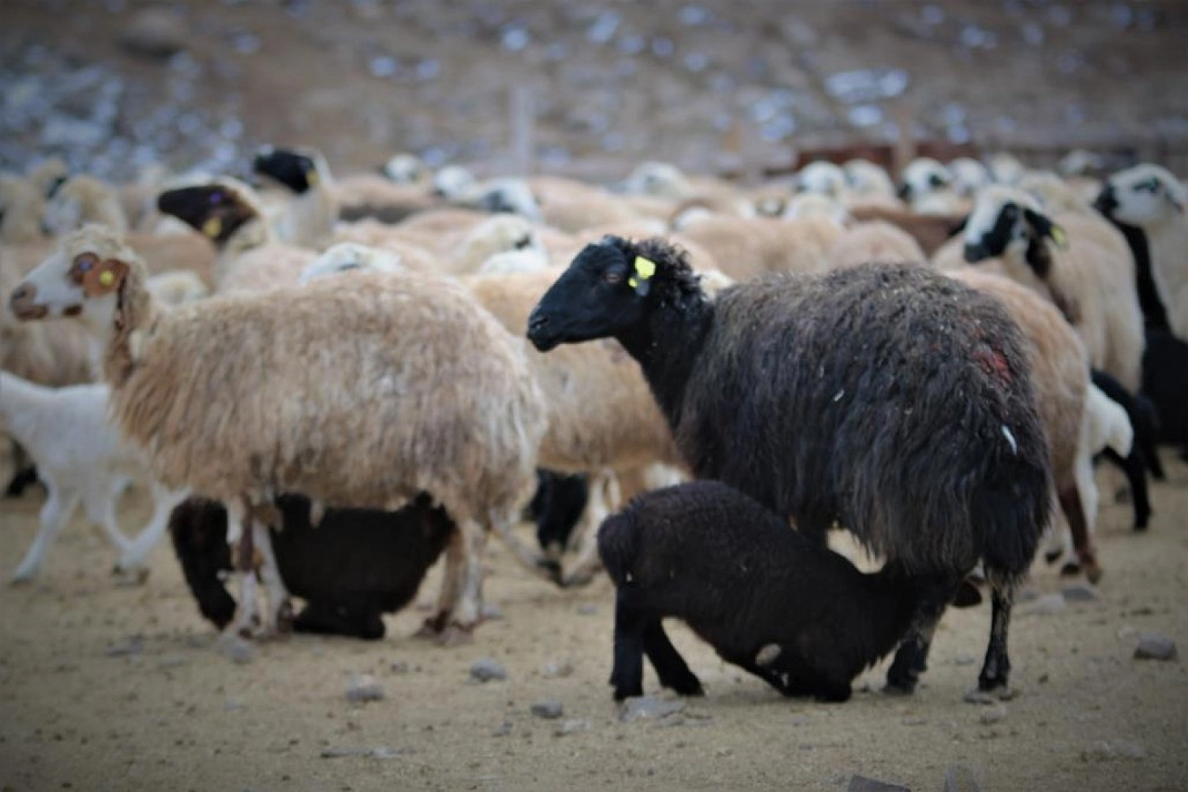 Kuzuların Anneleriyle Duygusal Buluşması