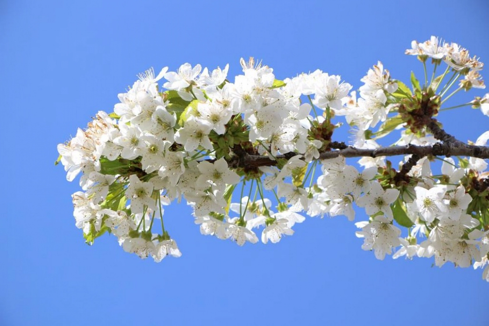 Harput Kiraz Çiçekleriyle Beyaza Büründü