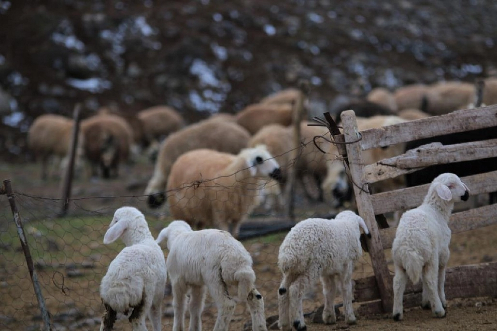 Kuzuların Anneleriyle Duygusal Buluşması