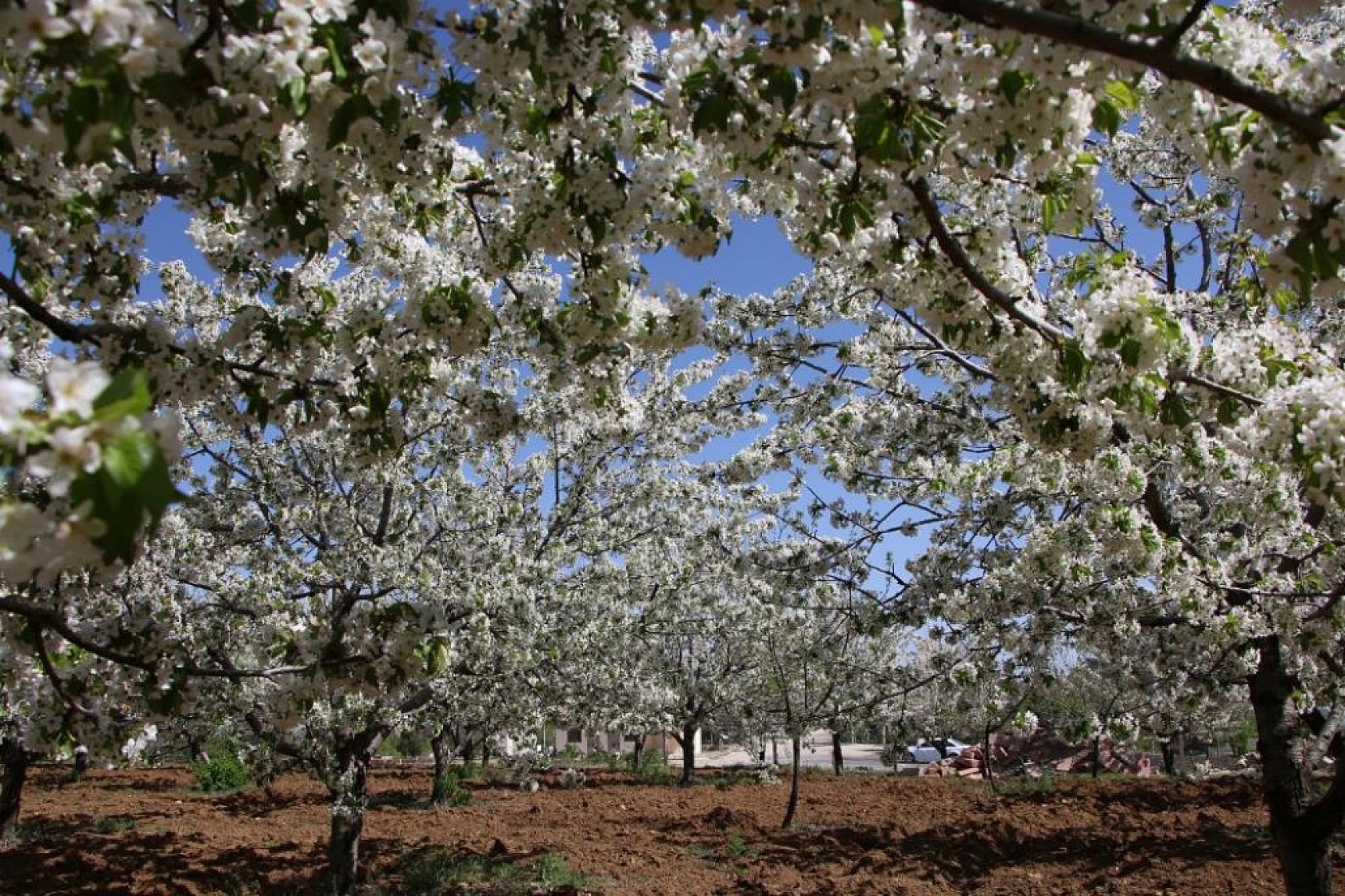 Harput Kiraz Çiçekleriyle Beyaza Büründü