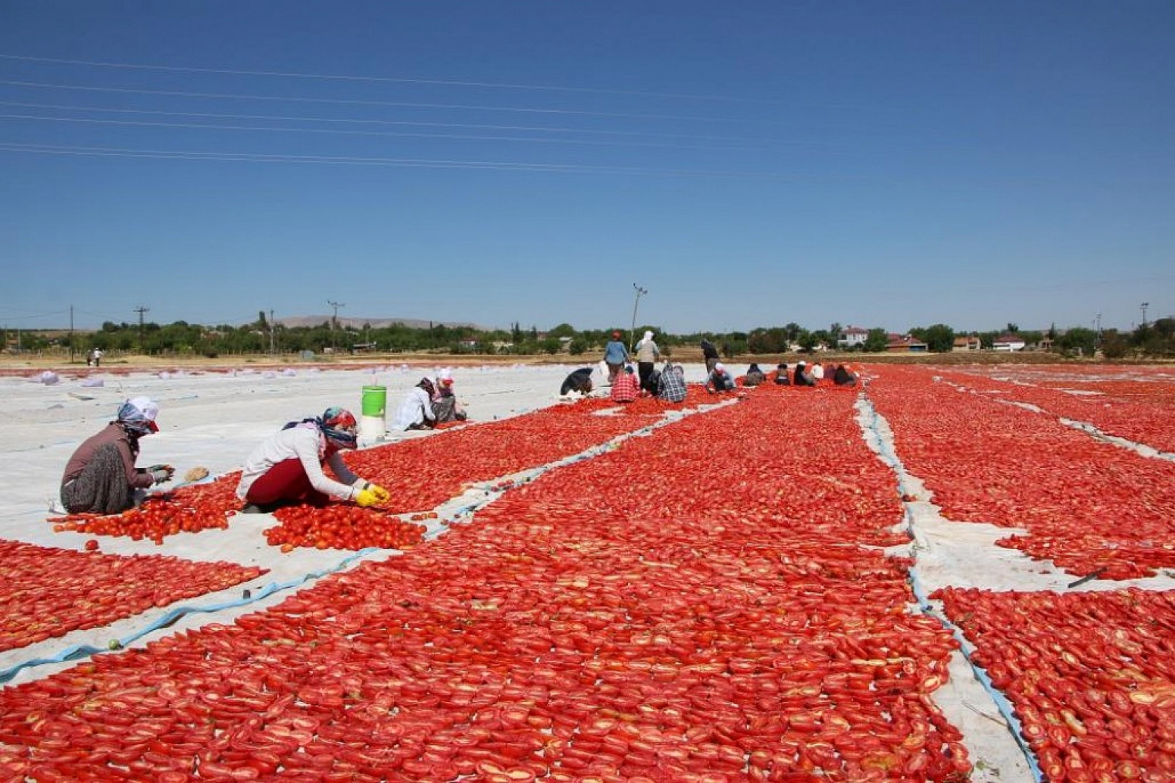 Sofralara Lezzet Katan Kurutmalık Domatesin Hasadı Başladı