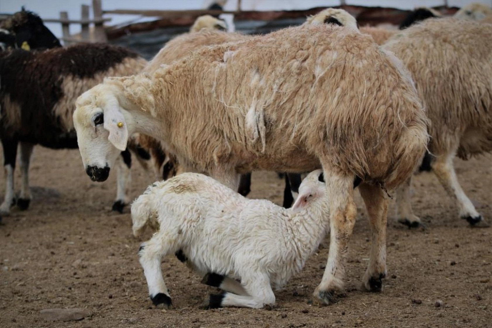 Kuzuların Anneleriyle Duygusal Buluşması