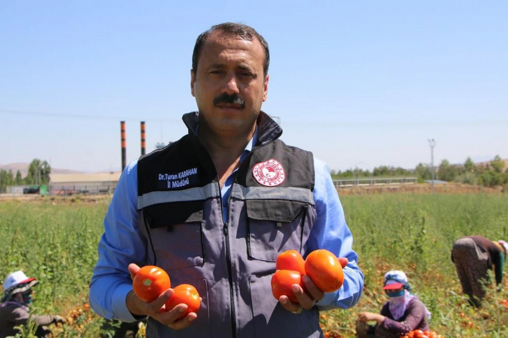 Sofralara Lezzet Katan Kurutmalık Domatesin Hasadı Başladı