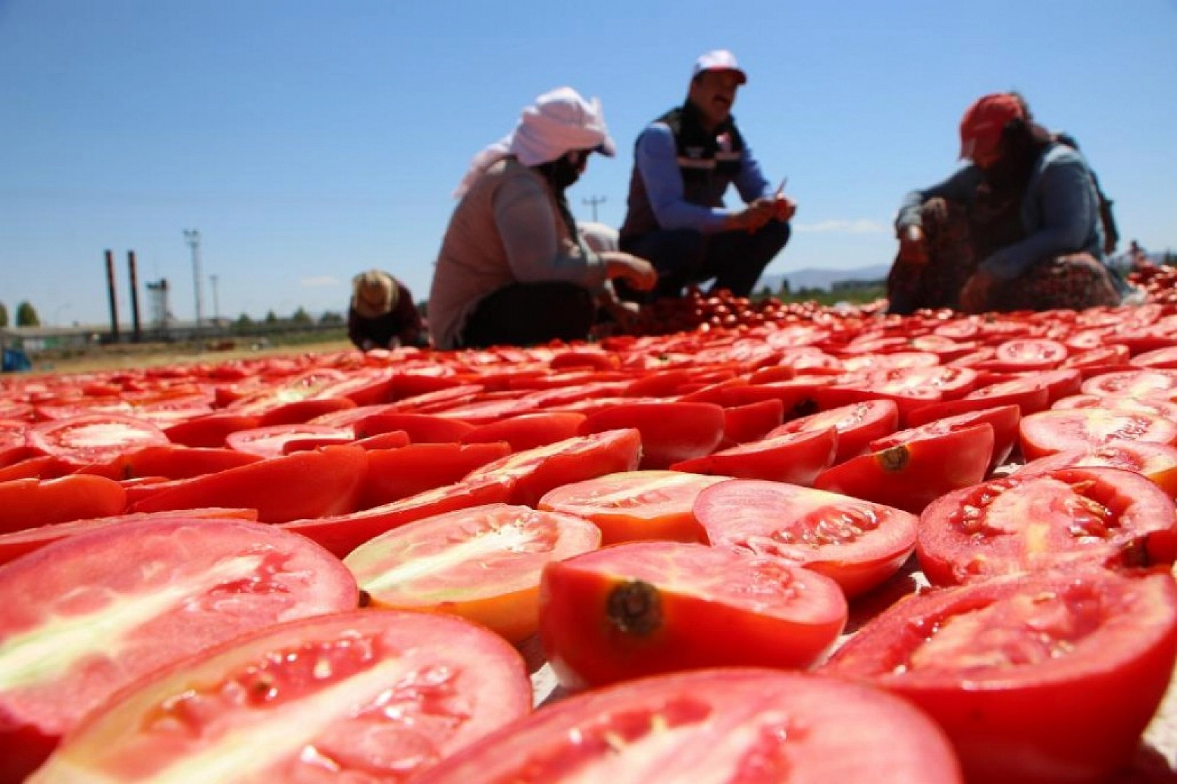 Sofralara Lezzet Katan Kurutmalık Domatesin Hasadı Başladı