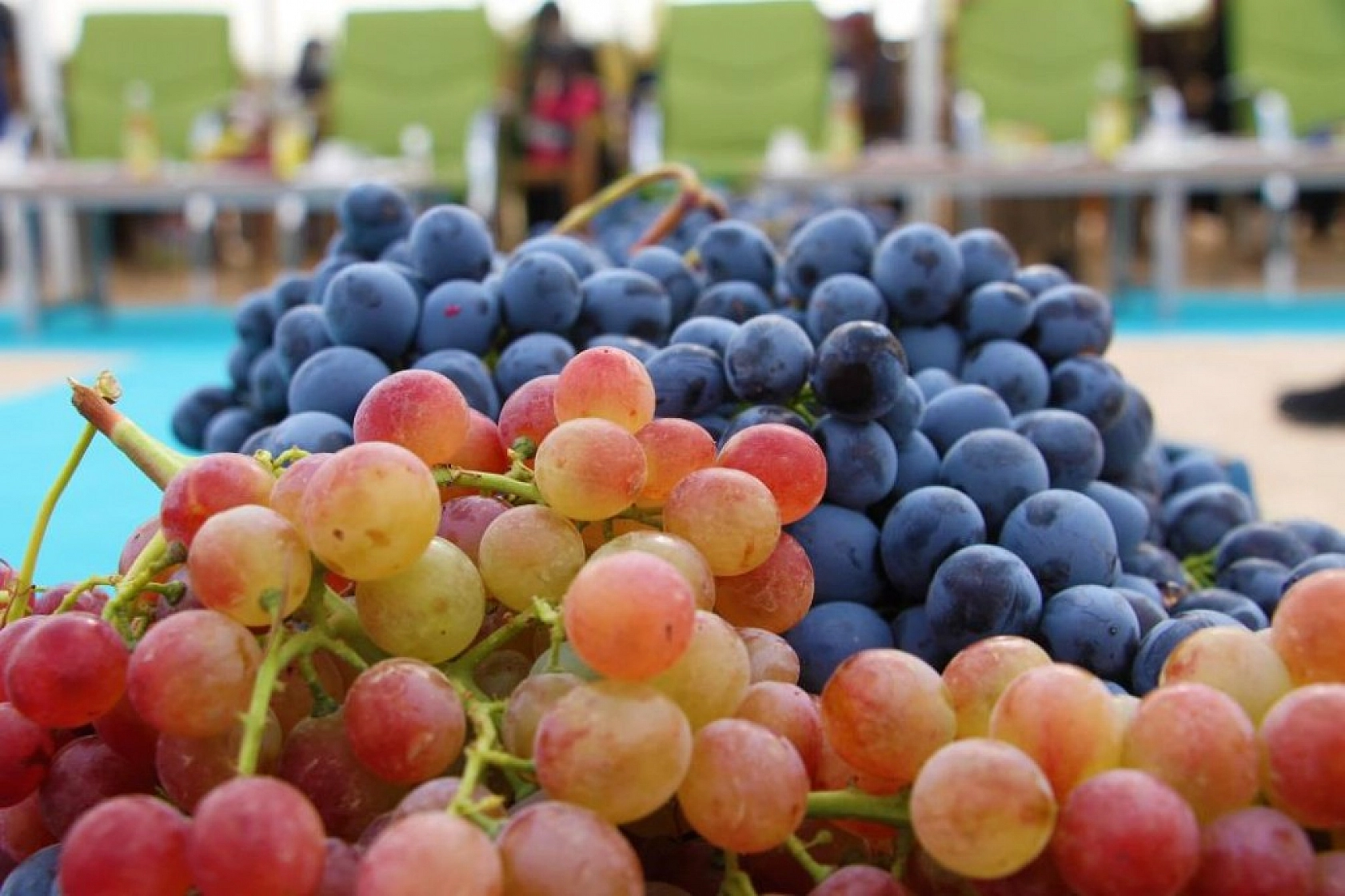 Bağ Bozumu ve Orcik Festivali Gerçekleştirildi