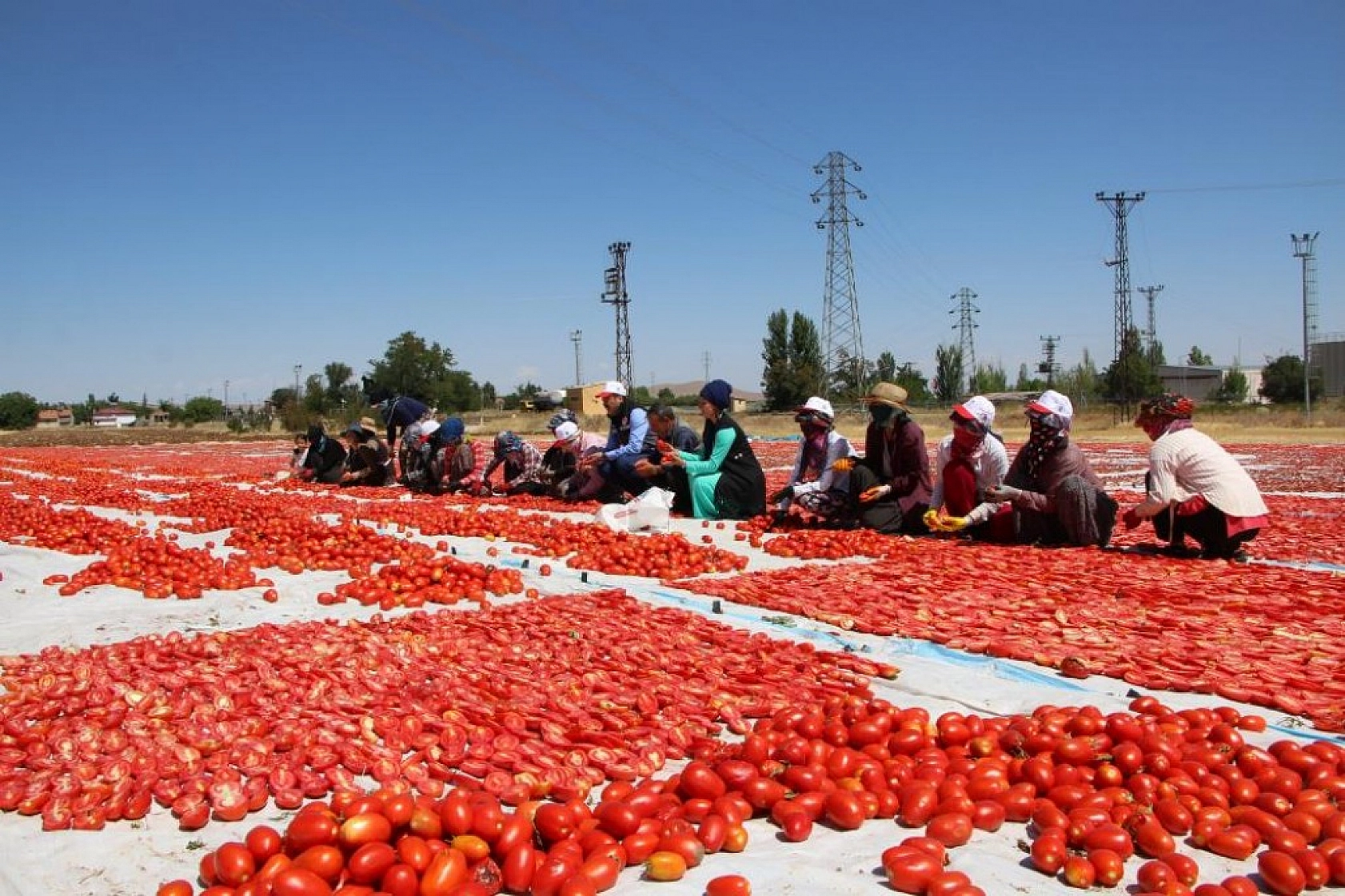 Sofralara Lezzet Katan Kurutmalık Domatesin Hasadı Başladı