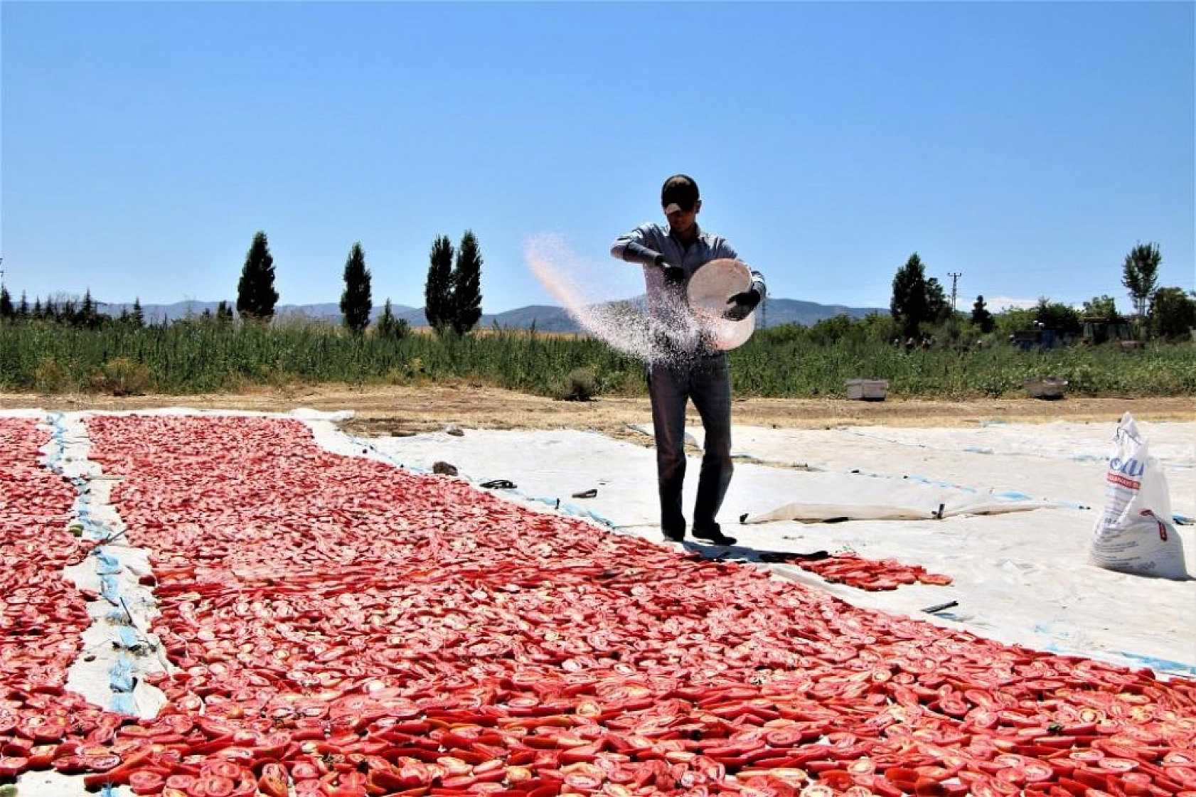 Sofralara Lezzet Katan Kurutmalık Domatesin Hasadı Başladı
