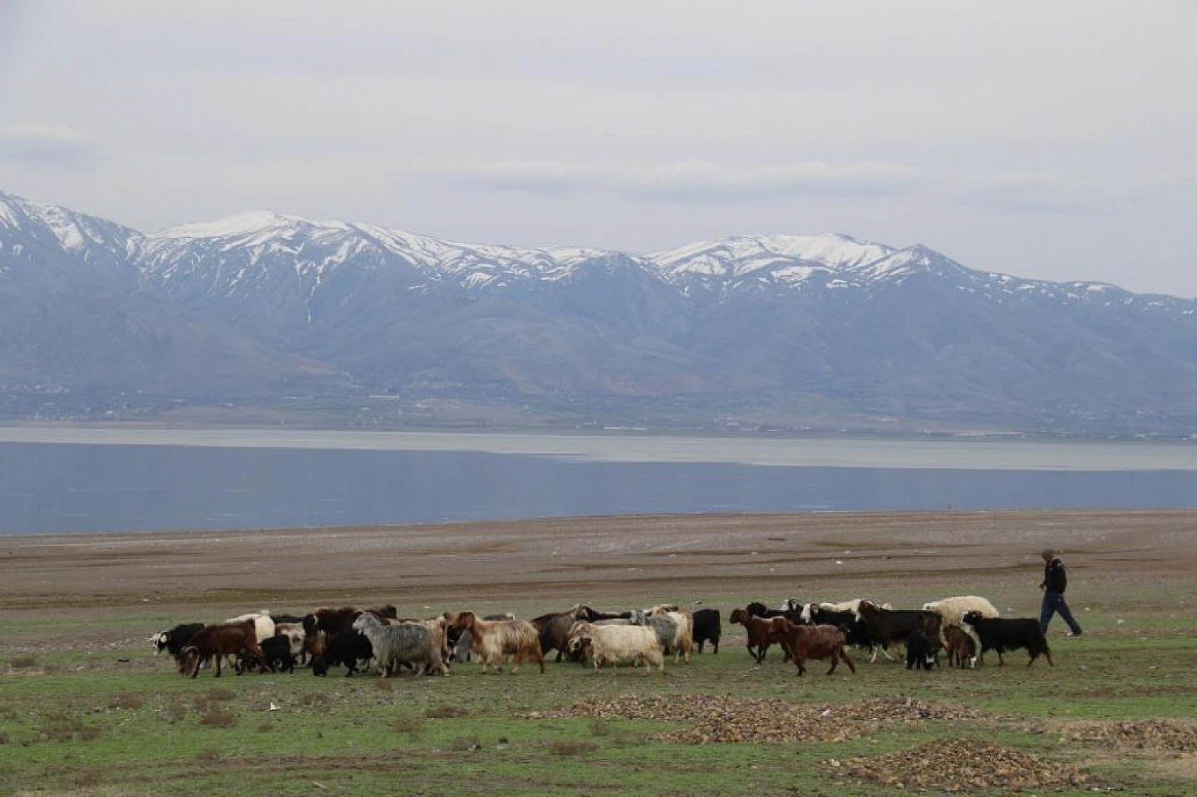 Suların Çekildiği Baraj Havzası Hayvanlara Otlak Oldu