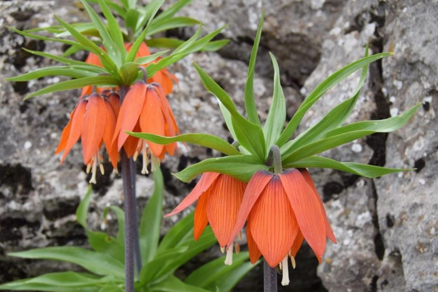 Ağlayan Gelinlerin Görsel Şöleni !