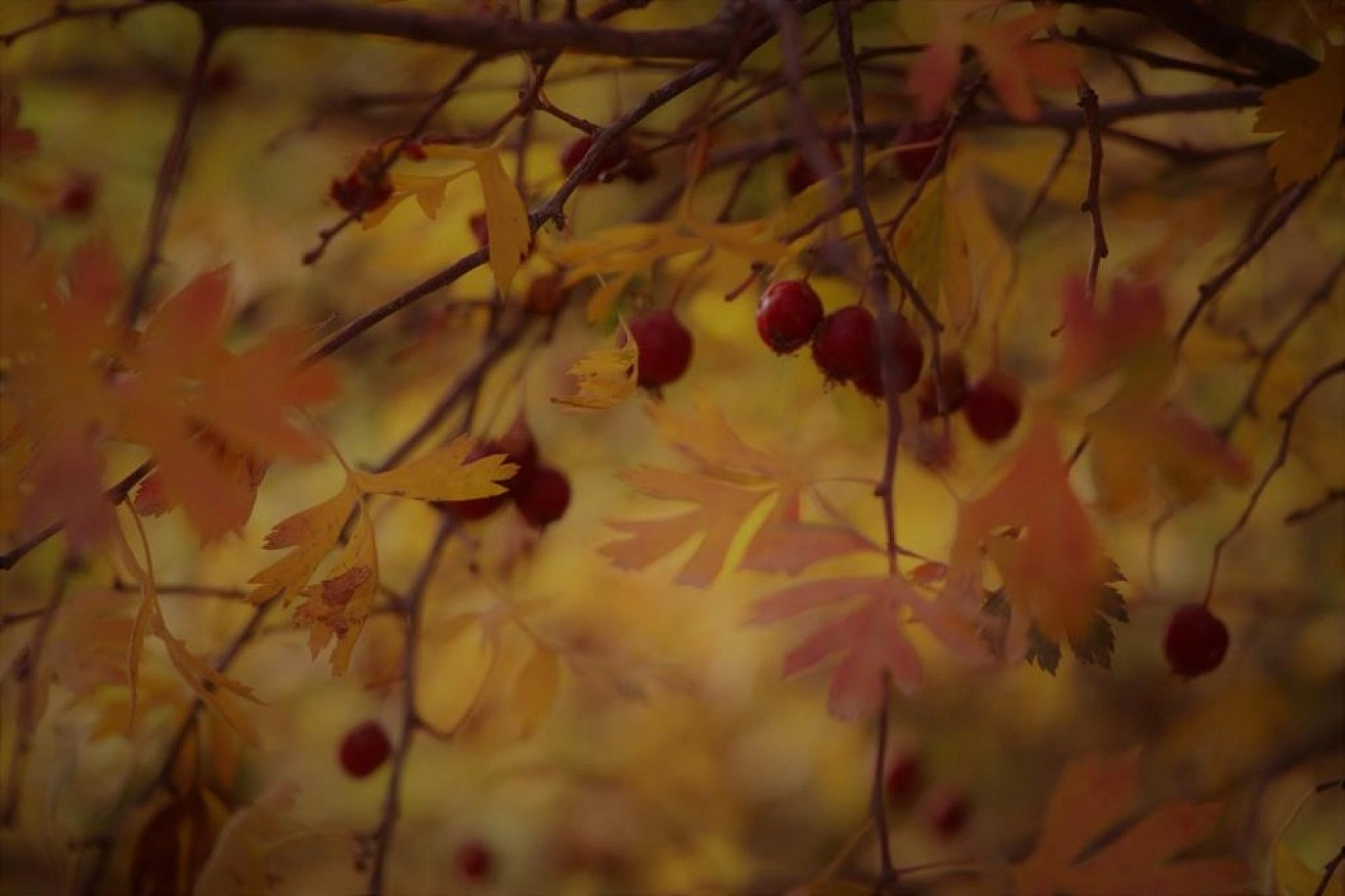 Her Mevsim Bir Başka Güzelsin El- Aziz!