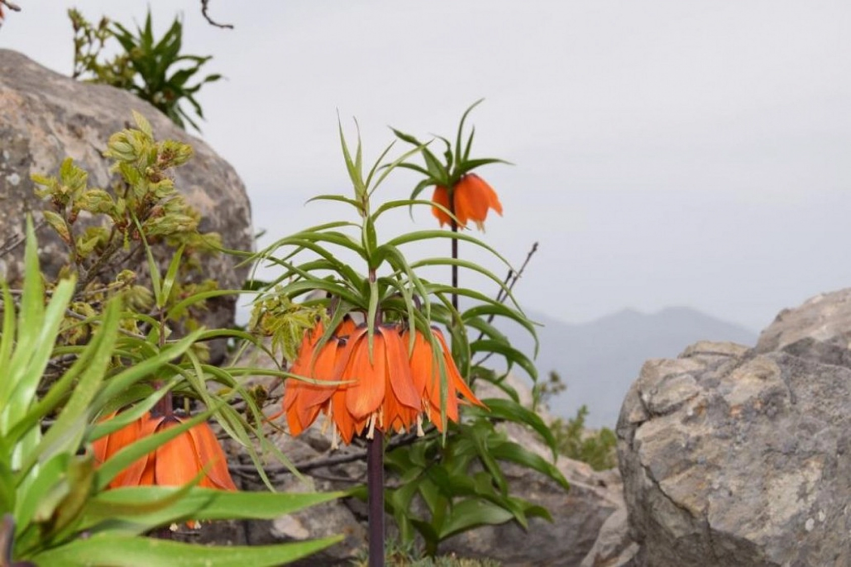 Ağlayan Gelinlerin Görsel Şöleni !