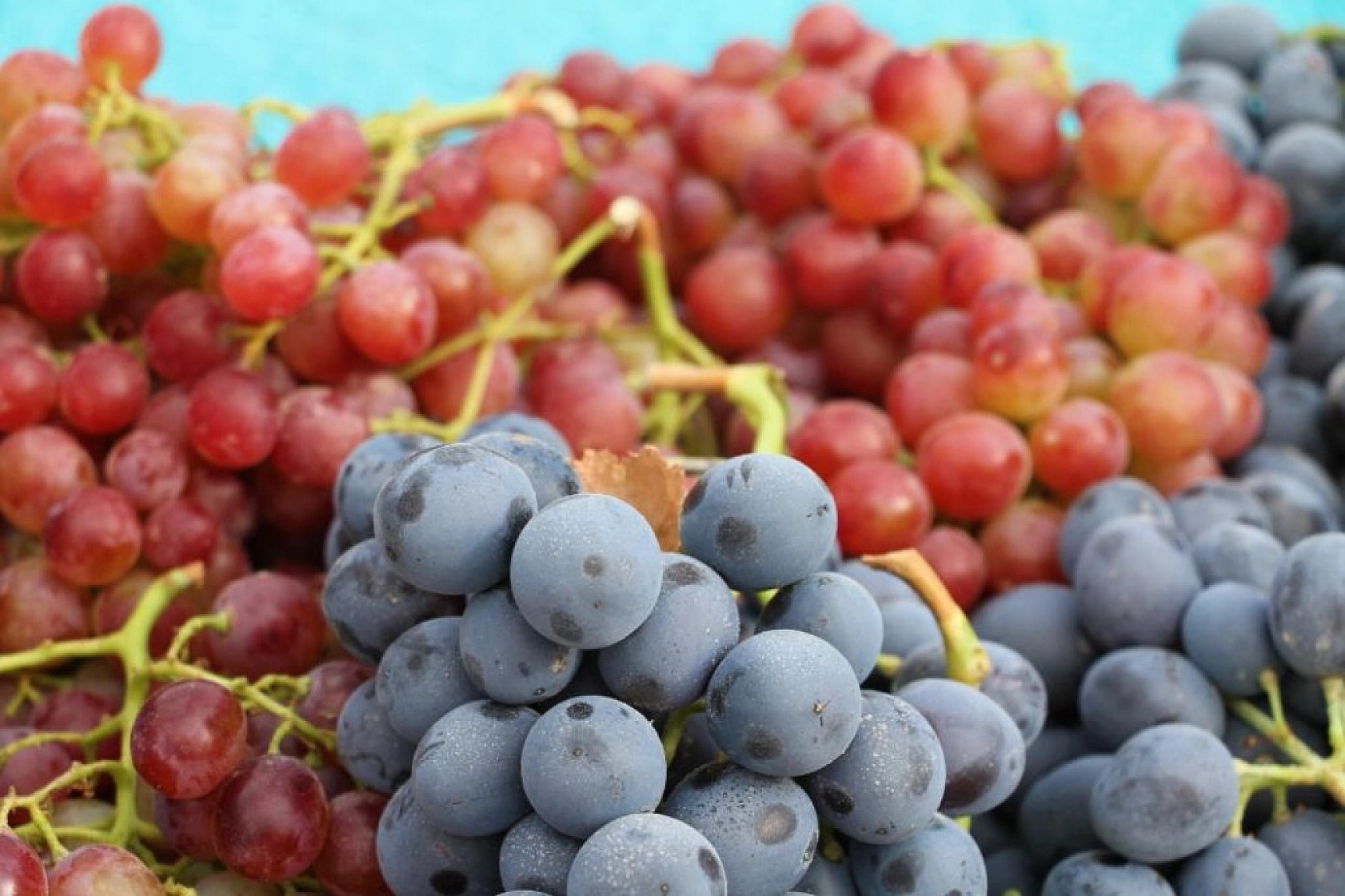 Bağ Bozumu ve Orcik Festivali Gerçekleştirildi