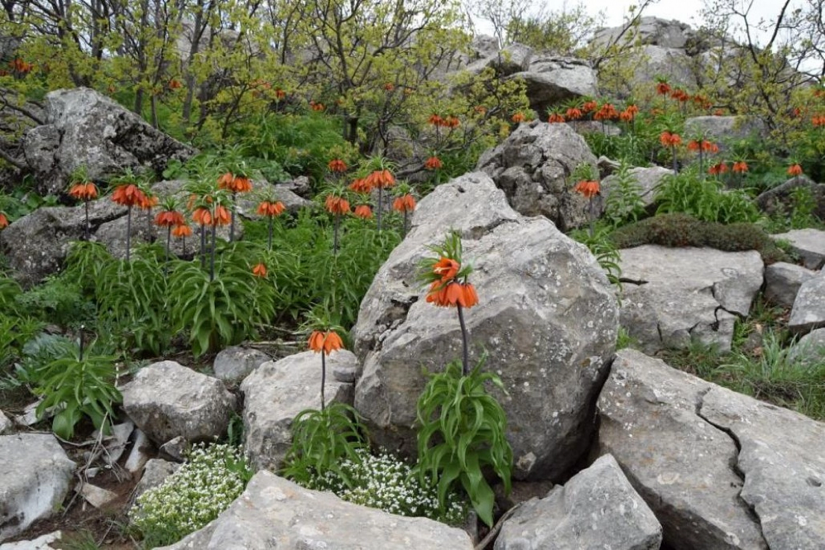 Ağlayan Gelinlerin Görsel Şöleni !