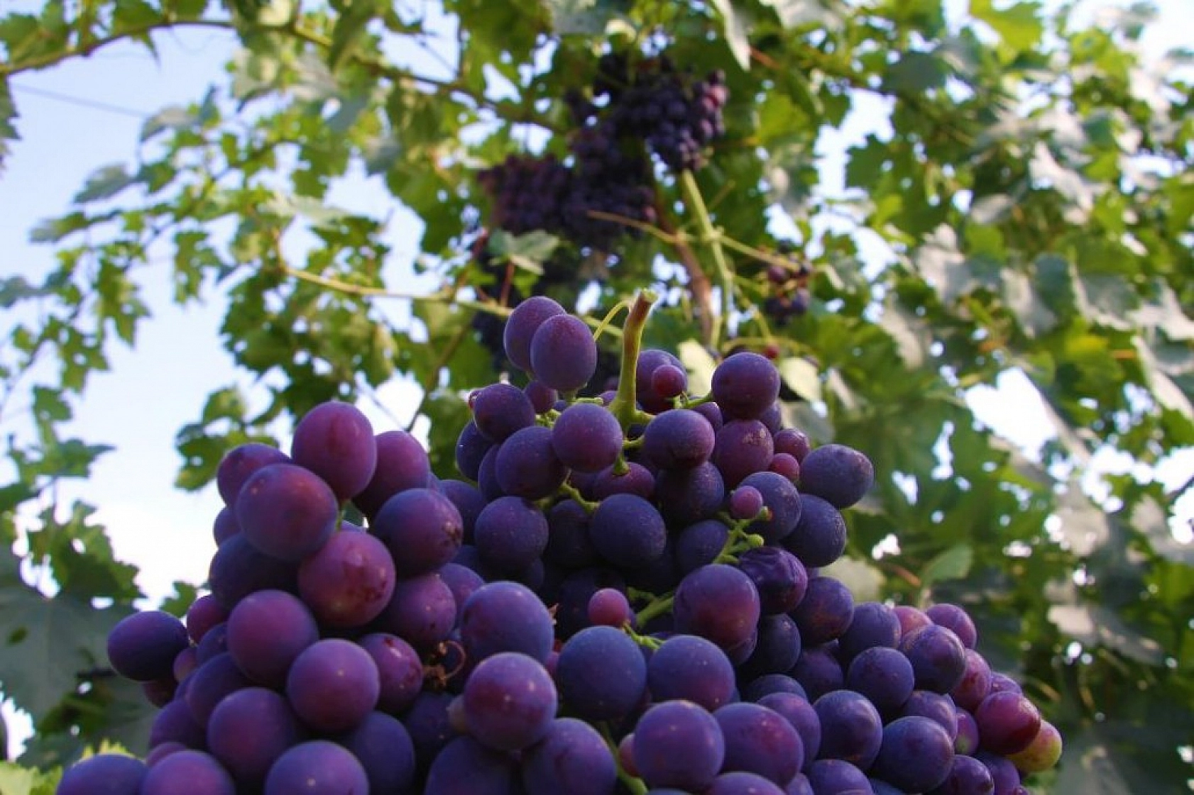 Elazığ'ın Üzüm Köyünde Erkenci Üzüm Hasadı