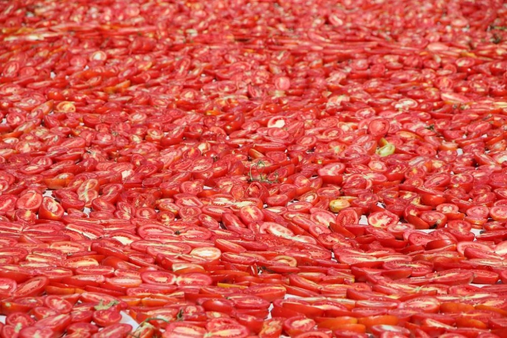 Sofralara Lezzet Katan Kurutmalık Domatesin Hasadı Başladı