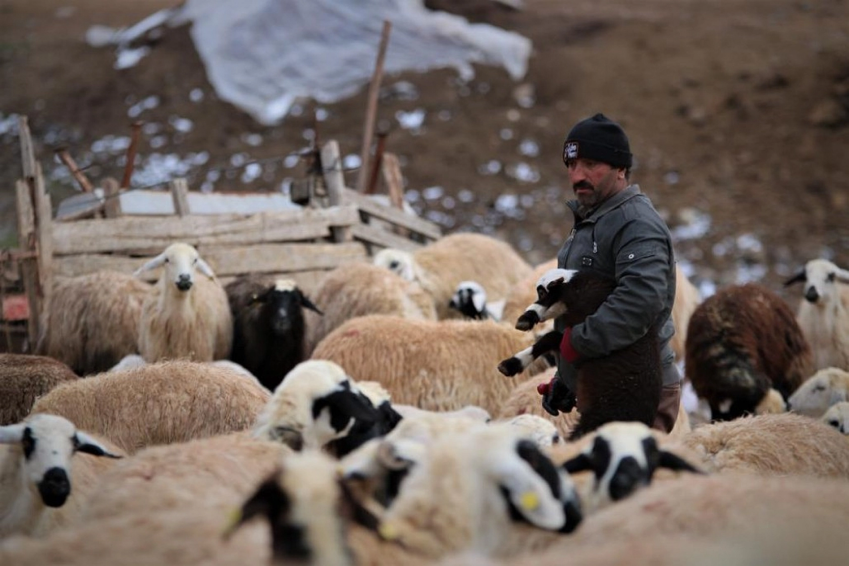 Kuzuların Anneleriyle Duygusal Buluşması