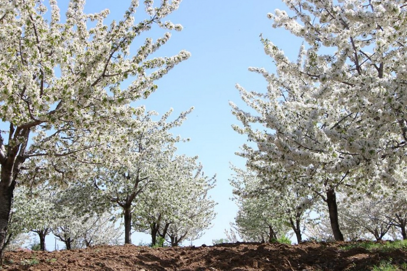 Harput Kiraz Çiçekleriyle Beyaza Büründü